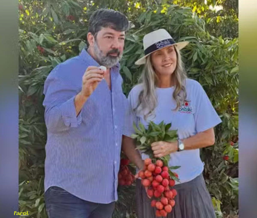 Excesso de lichias da safra vira aguardente, kombucha e outros produtos 