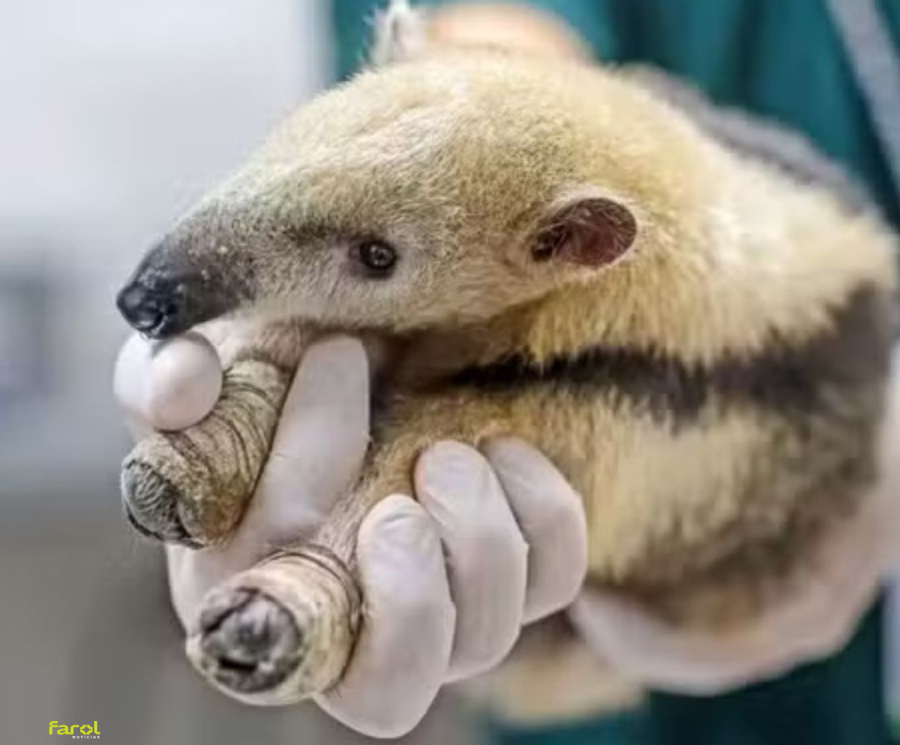 Governo anuncia investimento de quase R$ 40 milhões em centros de reabilitações de animais silvestres no interior de SP