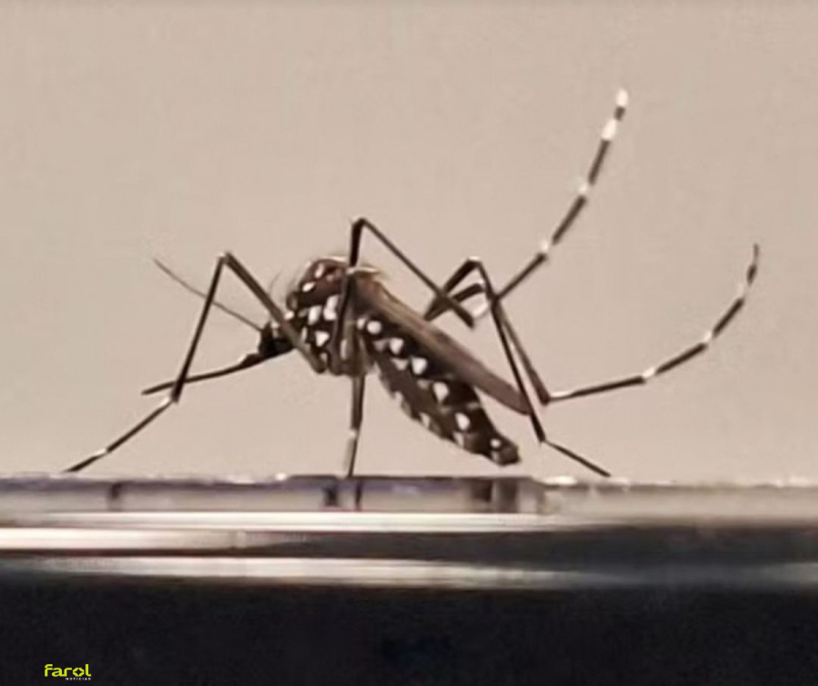 Cidades da região confirmam casos de dengue em 2026