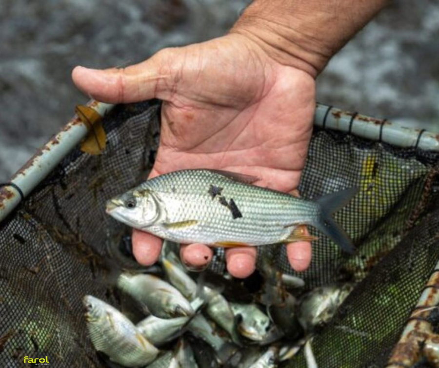 CTG Brasil solta 302 mil peixes no reservatório da Usina Hidrelétrica Chavantes
