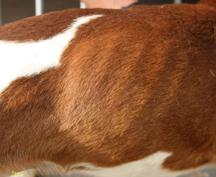 Cachorro cego é resgatado em situação de maus-tratos