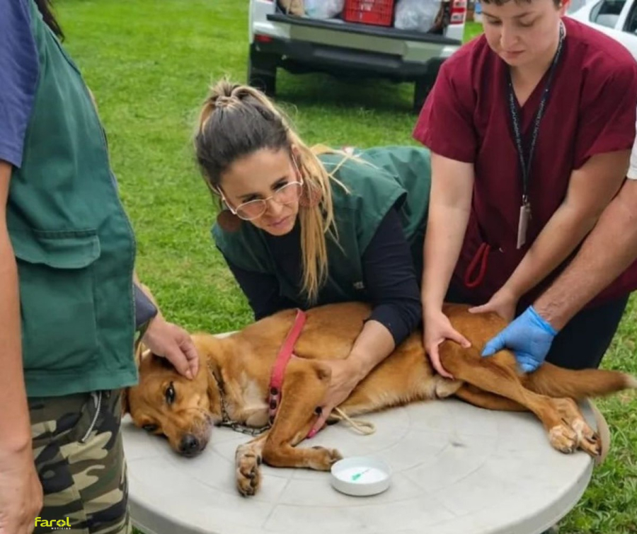 17 casos positivos de leishmaniose canina são monitorados em Rubião Júnior