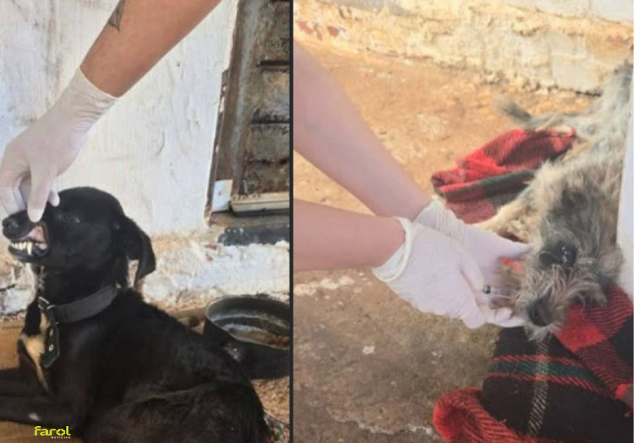 Tutora é levada à delegacia após abandonar cães com cinomose