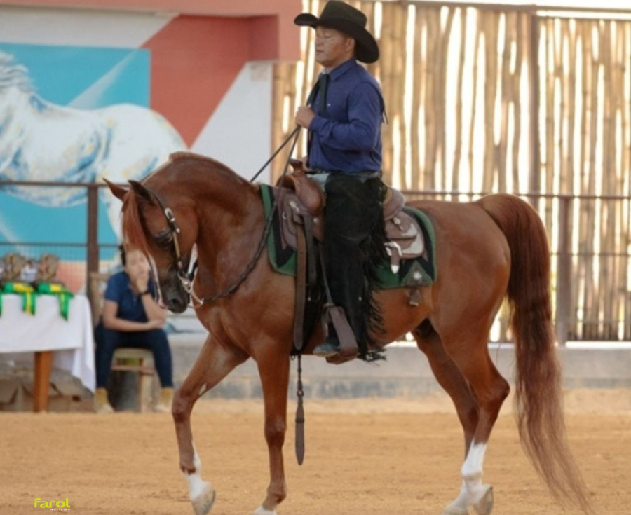 Município abre temporada nacional do Cavalo Árabe com exposição durante a Exponel