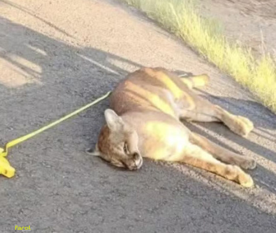 Acidente com onça-parda mobiliza equipes do DER em rodovia 