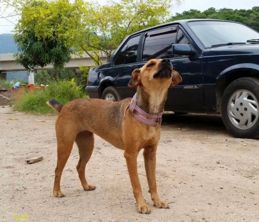 Governo de SP endurece regras contra maus-tratos a animais e multas podem chegar a R$ 50 mil