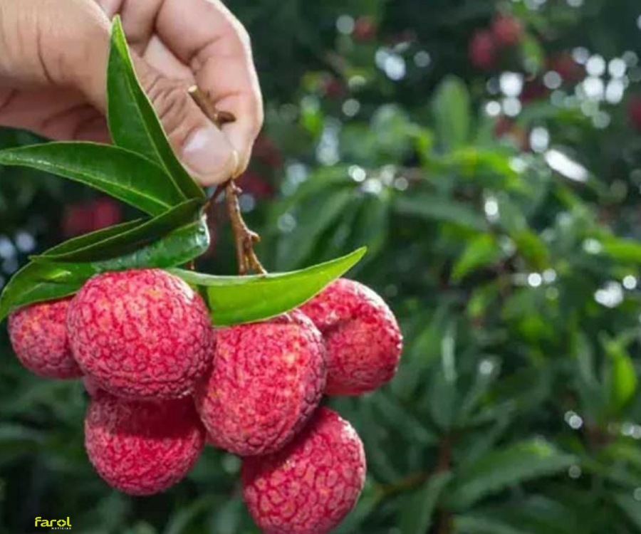 Associação Comercial de Itaí e Sebrae promovem capacitação para produtores de lichia em Tejupá