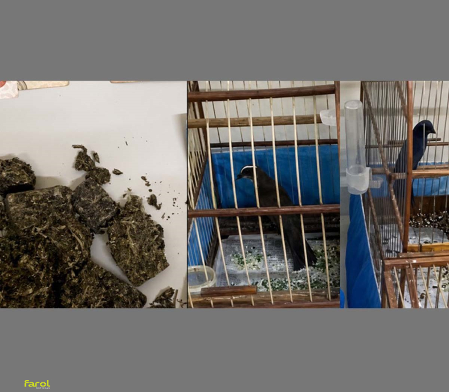 Motociclista é preso por tráfico e crime ambiental após PM apreender drogas e aves silvestres 