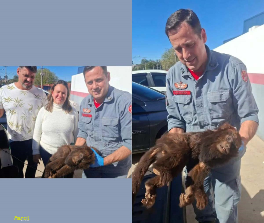 União de equipes na tentativa de salvar macaco ferido recebe reconhecimento de bombeiro de Avaré