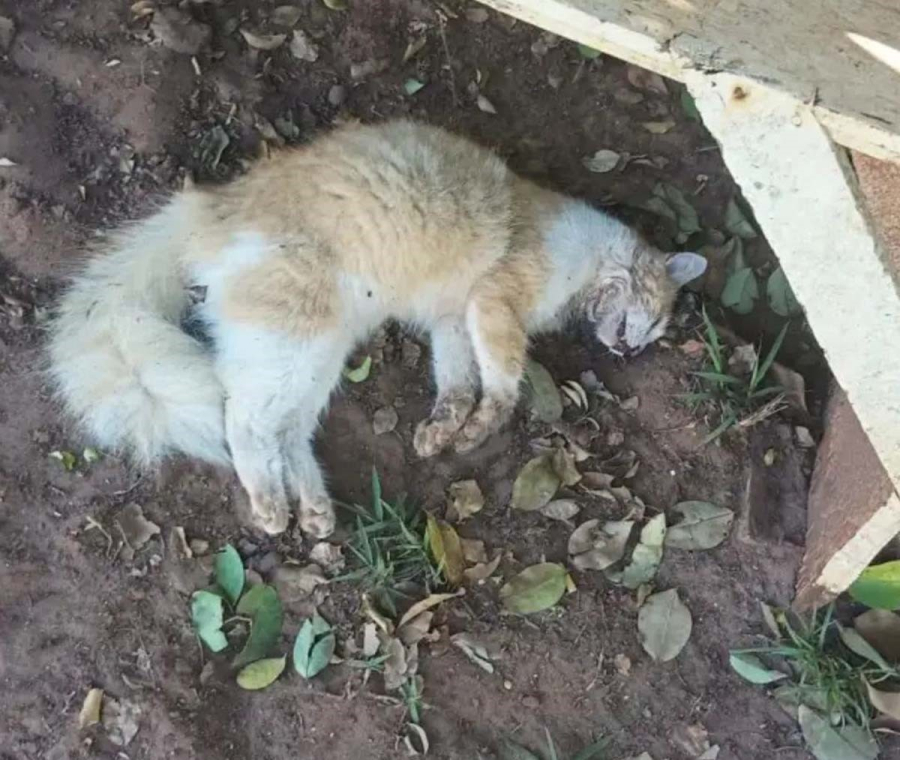 Carta aberta mobiliza moradores do Costa Azul após relatos de possível envenenamento de gatos 