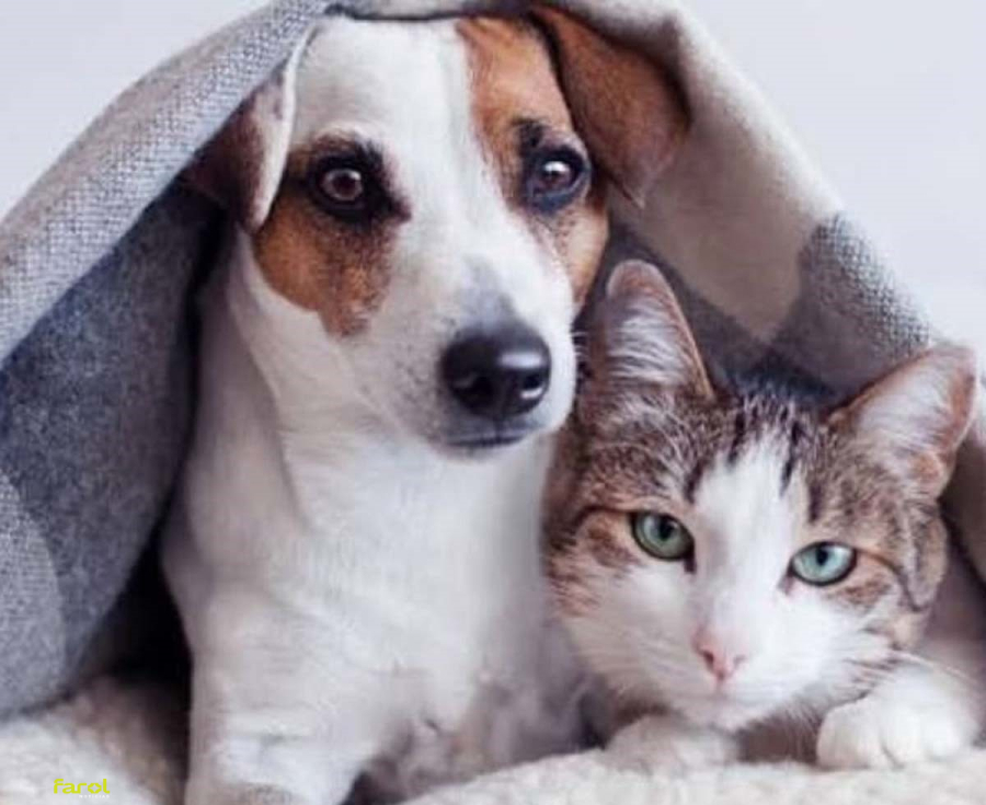 Município lança Campanha do Agasalho Pet para proteger animais durante o inverno