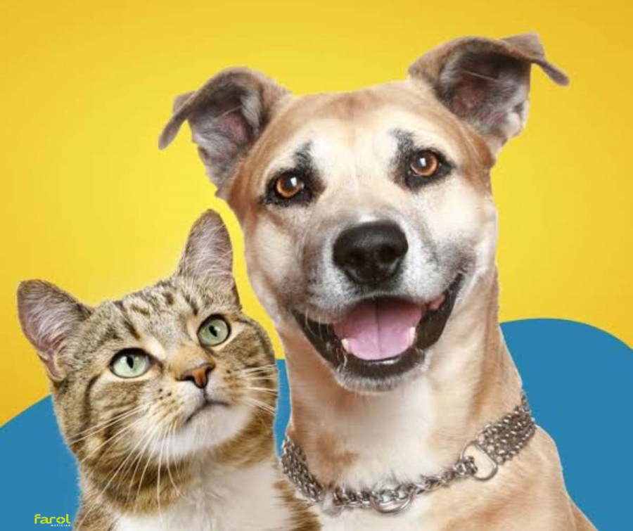 Tutores podem agendar vacina antirrábica gratuita para cães e gatos 