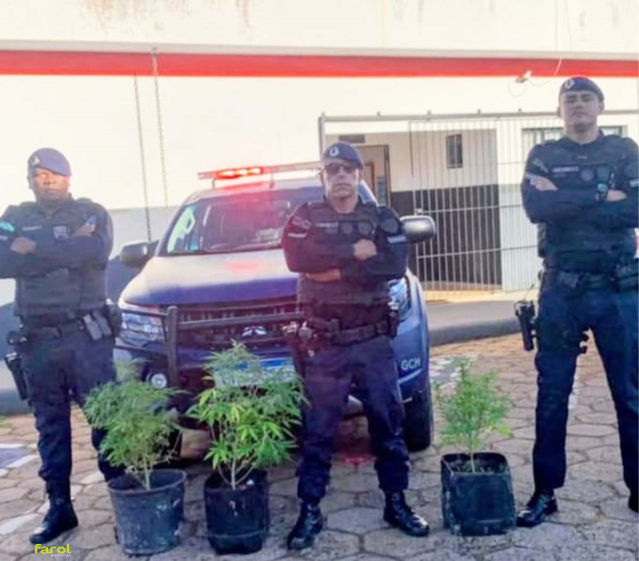GCM apreende pés de maconha e conduz suspeitos à Delegacia