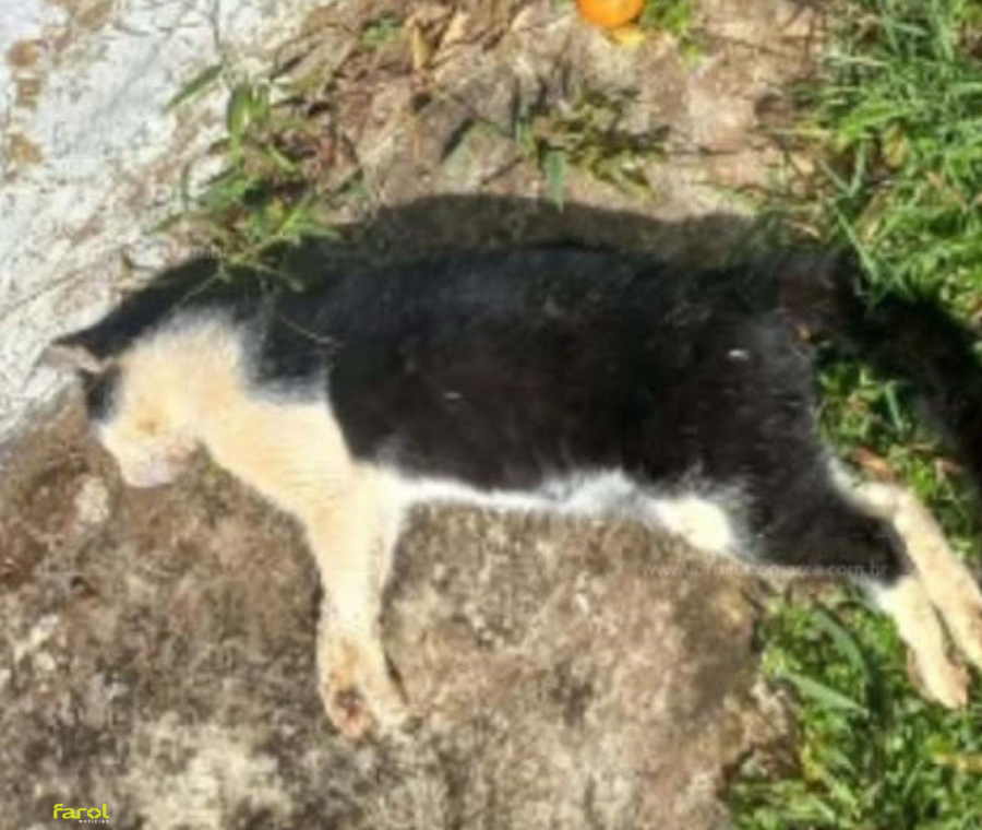 Mortes de gatos no Costa Azul preocupam moradores e levantam suspeita de envenenamento