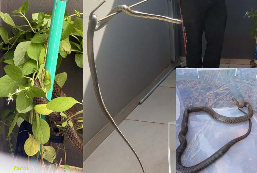 Defesa Civil realiza captura de serpente em residência no Jardim dos Ipês