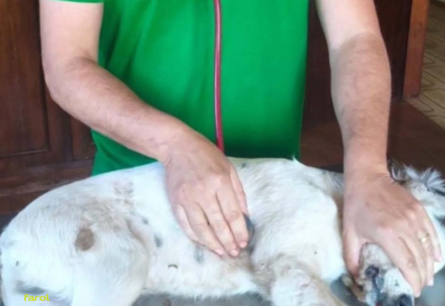 Filhote de cachorro morre após ser encontrado com grave ferimento na cabeça 