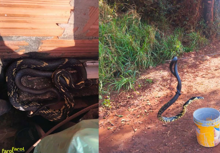 Defesa Civil resgata caninana encontrada em quintal de residência 