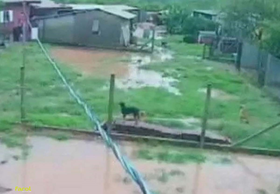 Abrigo com mais de 500 animais pede ajuda após estragos causados pela chuva 