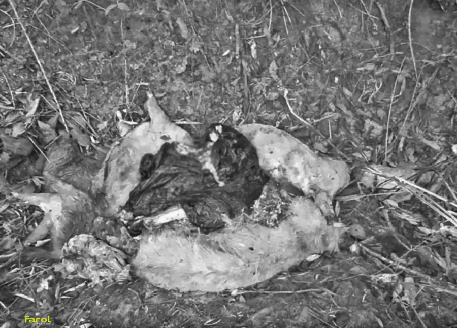 Moradora encontra animais mortos e mutilados próximo à Represa 