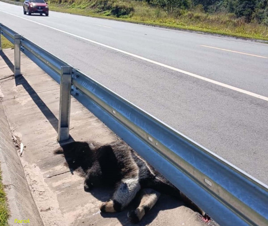 Tamanduá-bandeira é encontrado morto após atropelamento em rodovia na região 