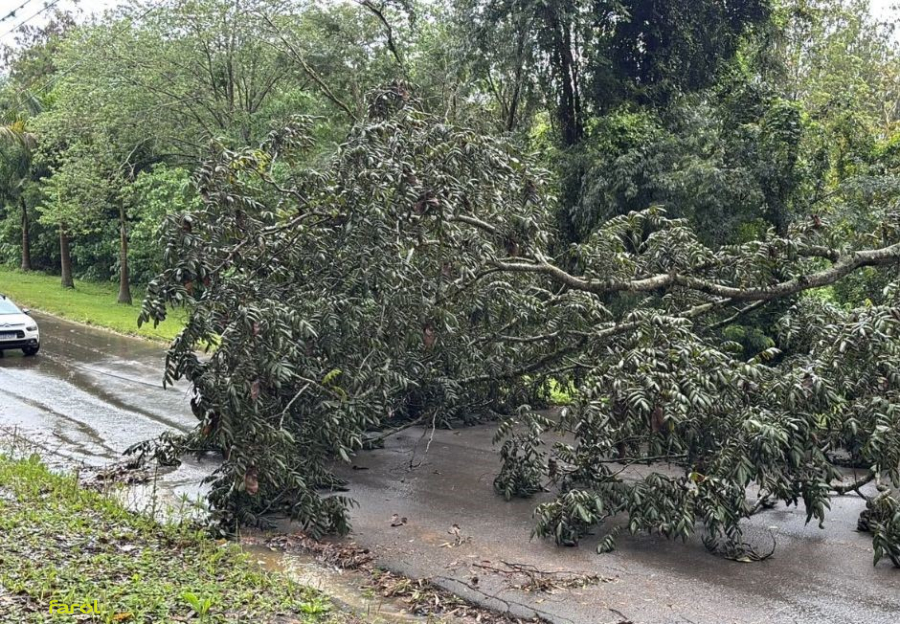 Agilidade e união evitam transtornos após queda de árvore em Campos de Holambra