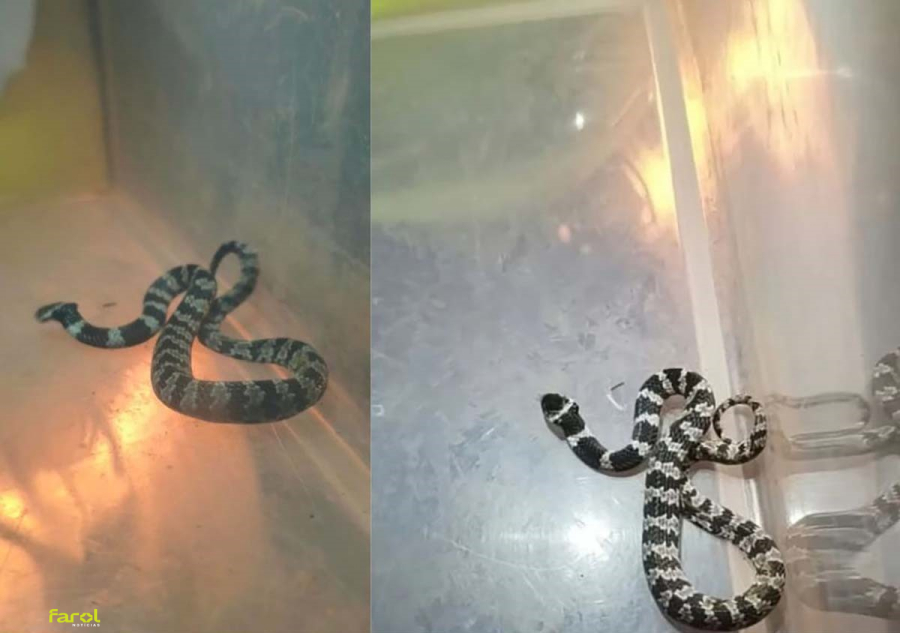 Defesa Civil resgata serpente papa-lesma encontrada em residência na Vila Santa Rita