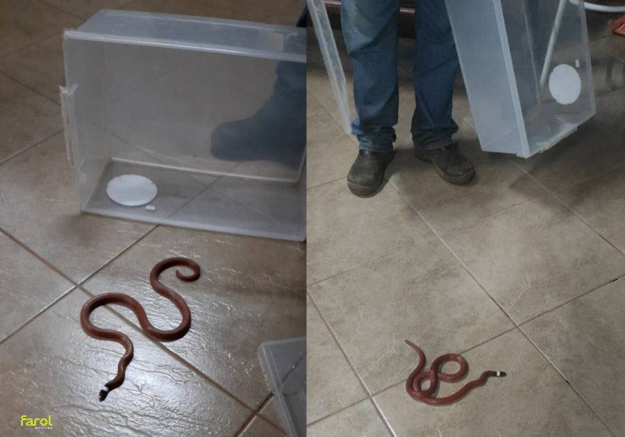 Defesa Civil resgata falsa-coral encontrada em residência na região central de Taquarituba